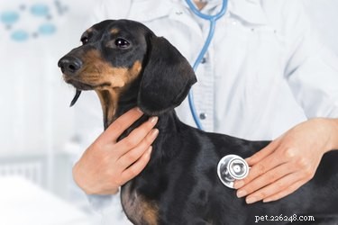 De levensduur van honden met een leverziekte