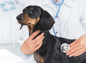 La durée de vie des chiens atteints d une maladie du foie