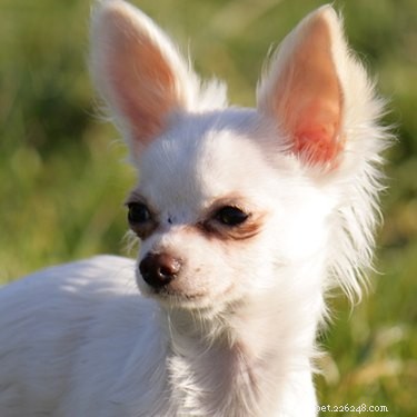Vilka är symtomen på njursvikt hos hundrasen Chihuahua?