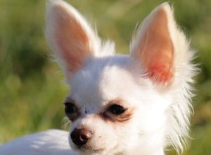 Quels sont les symptômes de l insuffisance rénale chez le chien de race Chihuahua ?