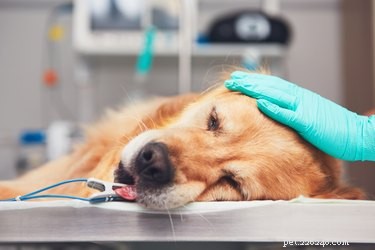 Sangramento interno em sintomas de cães