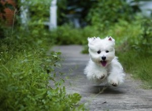 Распространенные проблемы с кожей у Westies