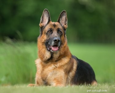 Quais são os tratamentos para diarreia em cães pastores alemães?