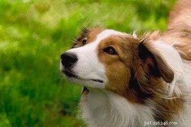 Hundars hälsa:klump i en hunds hals