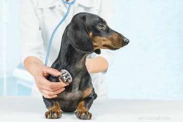 Efeitos colaterais de estrogênio em cães