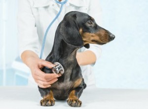 Effets secondaires des œstrogènes chez les chiens