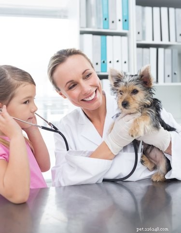 Theofylline-bijwerkingen bij honden