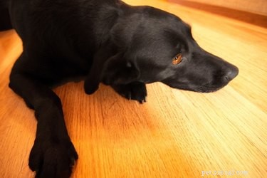Quali sono i trattamenti per i coccidi nei cani?
