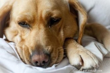 Pourquoi un chien a-t-il une toux sèche ?