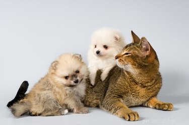 ワーム猫と犬への自然な家庭療法 