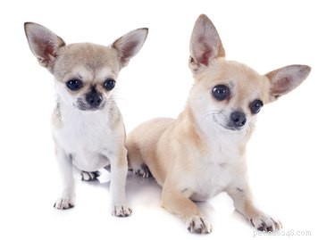 Perda de cabelo em Chihuahuas