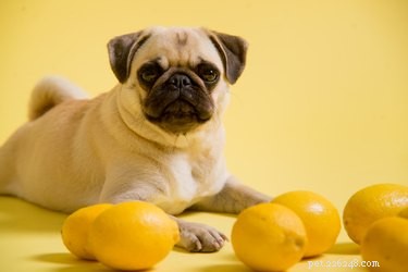 Jaké jsou výhody citronové šťávy pro psy?