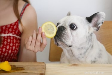 Jaké jsou výhody citronové šťávy pro psy?