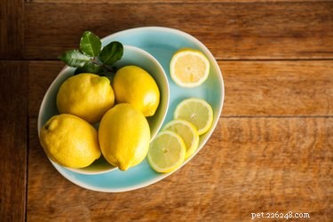 Каковы преимущества лимонного сока для собак?