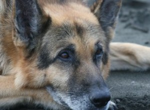 La fonte musculaire chez les chiens