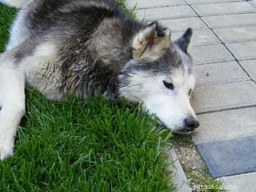 Como parar a diarreia em huskies siberianos