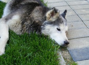 Jak zastavit průjem u sibiřských huskyů