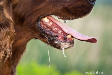 개가 입에서 거품을 일으키는 질병
