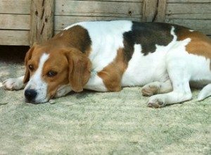 Comment puis-je savoir si mon Beagle est enceinte ?