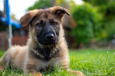 Hoe zorg je voor pasgeboren puppy s van de Duitse herder