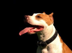 Comment nettoyer les dents d un chien avec un ingrédient naturel :le bicarbonate de soude