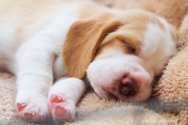 Симптомы усталости у щенка