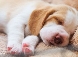 Симптомы усталости у щенка