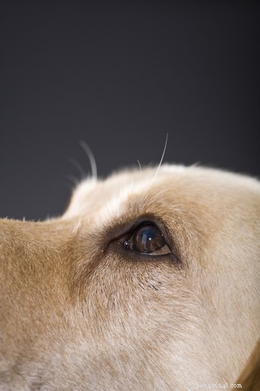 Причины, по которым собачий глаз тонет