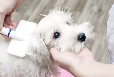 Hur man hjälper en hund att lindra klåda efter en operation