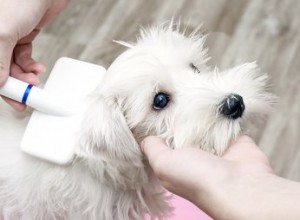 犬が手術後にかゆみを和らげるのを助ける方法 