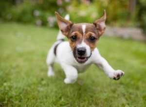 子犬の急速な呼吸 