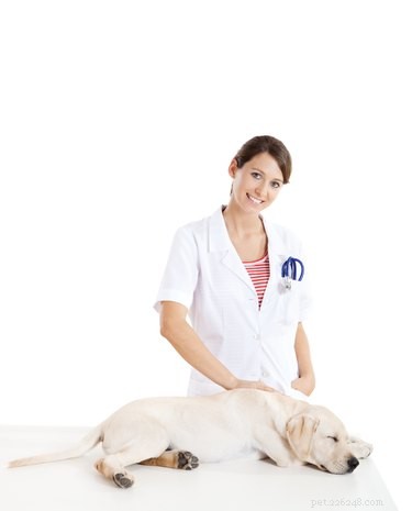Tekenen en symptomen van ruggenmergletsel bij honden