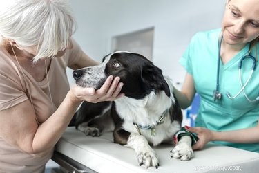 Hoe weet je of een hondenwond erg genoeg is om naar een dierenarts te gaan?