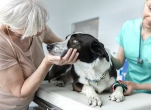 Comment savoir si une blessure de chien est suffisamment grave pour aller chez le vétérinaire ?