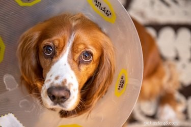避妊去勢手術後の犬の痛みを和らげる方法 