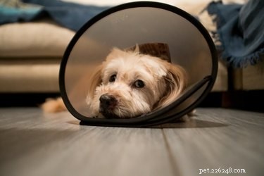 Hur man kan lindra en hunds smärta efter kastrering