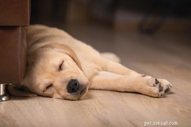Как облегчить боль собаки после стерилизации