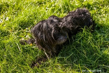 Tecken och symtom på slutskedet av hundlymfom