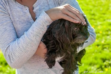 Tekenen en symptomen van de laatste stadia van lymfoom bij honden