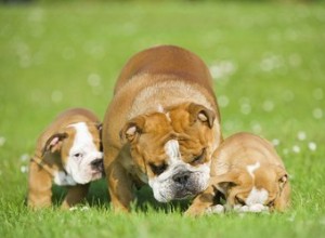 犬が出産した兆候 