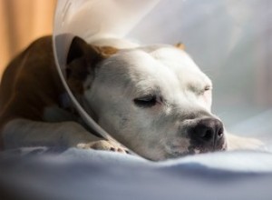 Stériliser votre chien mâle et à quoi s attendre