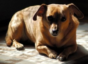 Symptômes à surveiller après qu un chien a mangé une pierre