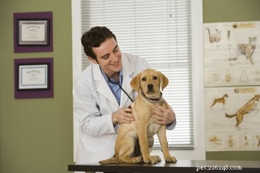 Que contient le vaccin 8 en 1 pour chiens ?