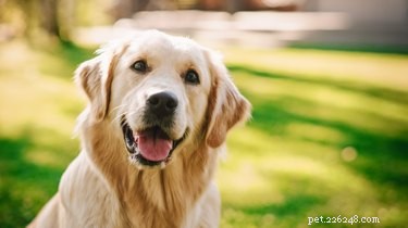 Quali sono i livelli di fosfatasi alcalina nei cani?