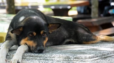 Natuurlijke manieren om de ziekte van Cushing bij honden te behandelen