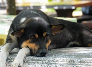 Les moyens naturels de traiter la maladie de Cushing chez le chien