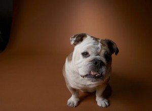 Comment savoir si mon bouledogue anglais est enceinte ?