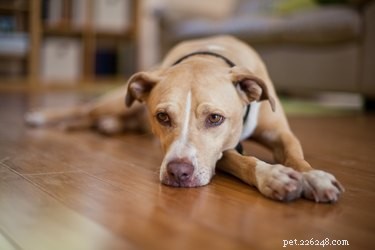 Tekenen en symptomen van honden met hartproblemen