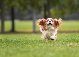 Médicaments pour calmer un hyper chien