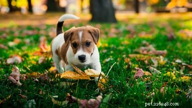 La sauge épicée peut-elle être dangereuse pour les chiens ?
